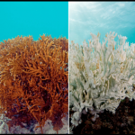 Coral Bleaching A Time Bomb If Nothing Is Done