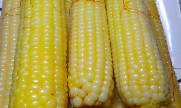 Kenya to start growing GM Maize in April 2023