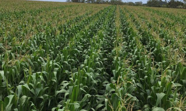 GMO maize to reduce THE usage of harmful and expensive pesticides