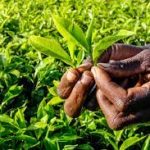 Official urges tea factories in Africa to adopt Green, Renewal energy