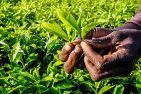 Official urges tea factories in Africa to adopt Green, Renewal energy