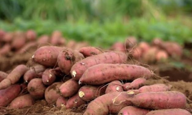 Scientists recommend increased production of root crops