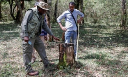 Saving Kenya’s Oloolua Forest