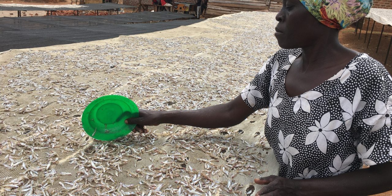 Increasing Uganda’s appetite for silver fish
