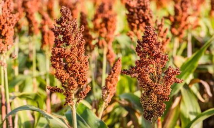 Kenya to host India – Africa international millet meeting to raise awareness on its benefits