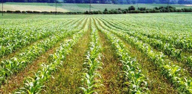 Concrete policies needed to aid the African continent in realizing agriculture development targets, AUDA-NEPAD