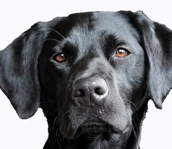 KSPCA Launches New Branch in Watamu After Mass Rabies Drive; 500 Dogs Vaccinated