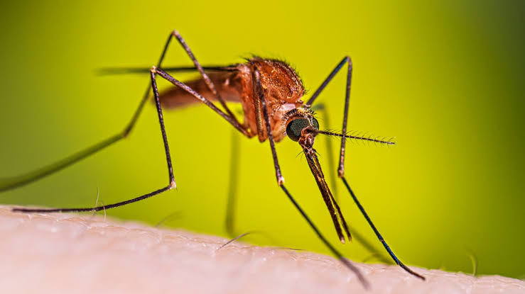 Insect Week Spotlight: Mosquito The Tiny Insect That Continues to Shape Human Health