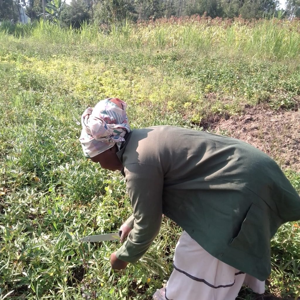 The Silos of Silence: Why Kakamega’s 36 percent Post-Harvest Loss Is a Crisis Hiding in Plain Sight